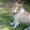 Collie puppies AKC males