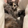 Maine coon male red and female torbie born 5/12