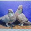OLD CLASSIC FRILL BLONDENETTES
