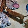 Mini longhair dacshund female