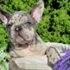 $3,500 Blue Merle Quixi - beautiful French Bulldog puppy for sale.