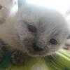 Ragamese snowshoe siamese
