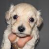 Toy Schnoodle (3 female 1 male)