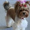 GORGEOUS AKC REGISTERED PARTI YORKIE FOR STUD