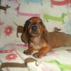 MINIATURE DACHSHUND PUPPY PLACED, SORRY