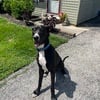 Male Great Dane AKC registered stud - mantle