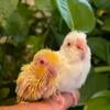 !!!!!!!!Parrotlets Handfed lutino and albino!!!!!!!!