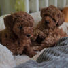 Toy Poodles – Males & Females