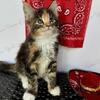 Adorable MAINE COON kitten