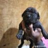 2 Female Purebred Presa Canario Pup Available 8 weeks