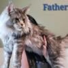 Maine Coon Kittens (Reservable)