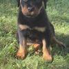 Rottweiler pups