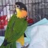 Black headed caique- Great personality