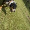American pocket bully