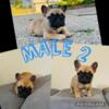 2 male Frenchie Pups