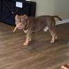 Male American Bully