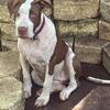 Nastyman grch Hogg grch alpo ch big whiskey 5 month 800$ 352-657-9640