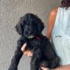 Goldendoodle Puppies Mini/Med Ready to go