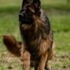 IMPORTED PARENTS German Shepherd Black and Red /Bi colored Female Long Coat  Spring City, Tennessee