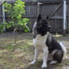 American Akita For Sale