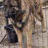 Australian Shepherd/German Shepherd/Feist Dog puppies