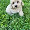 Miniature female poodle