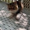 exotic short hair kitten ----Calico ----girl