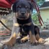 German Rottweiler puppies to a loving home