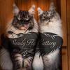 Maine Coon kittens