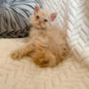 Selkirk Rex kitten Miles