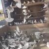 Pigeons, pigeonworld.com  #Kaftar #Bird #homingpigeon