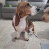 Rehoming our 2 year old female basset