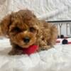 AKC toy poodle male $950