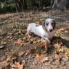 Male Miniature Dachshund