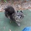 Adult Pomeranians, Pomsky for sale