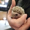 16 Week Old Male Hedgehog with Everything