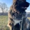 Purebred Caucasian Shepherd Spayed female