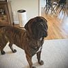 AKC Bullmastiff Stud