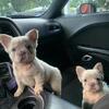 Frenchie Puppies-Full AKC and Health records