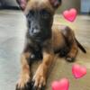 Malinois puppies for sale