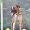 AKC Boxer STUD ONLY