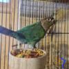 (Price reduced) Breeder conures to rehome