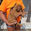 Dogue de Bordeaux puppies 