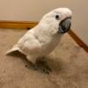 Friendly Umbrella Cockatoo