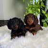 Miniature dachshund puppies