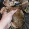 Toy poodle female sable based red Merle