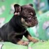 Akc French bulldog female puppies