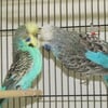 English Show Budgies