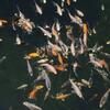 Japanese Koi ,Hybrid Butterfly, Long Fin and standard