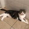 Female Scottish Fold